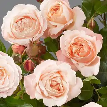 Trandafir cu parfum intens - Trandafiri - Lilo ™ - 